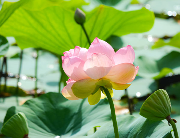 meditaties magnified healing Reiki
