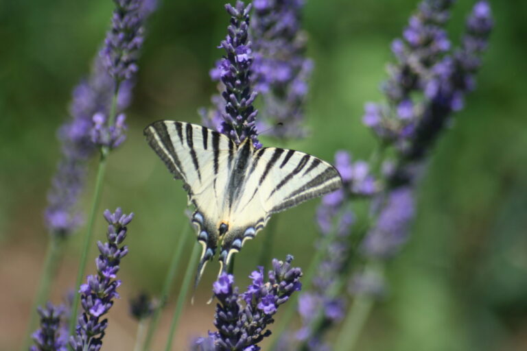 ‘Vlinder’ (Geleide meditatie)