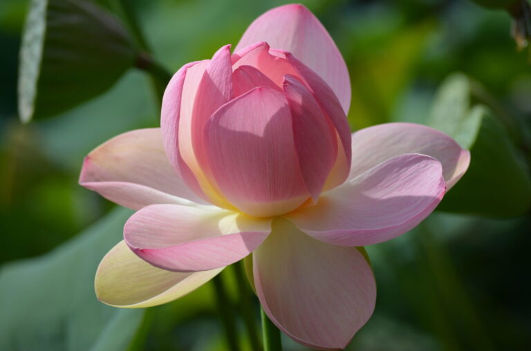 Reiki