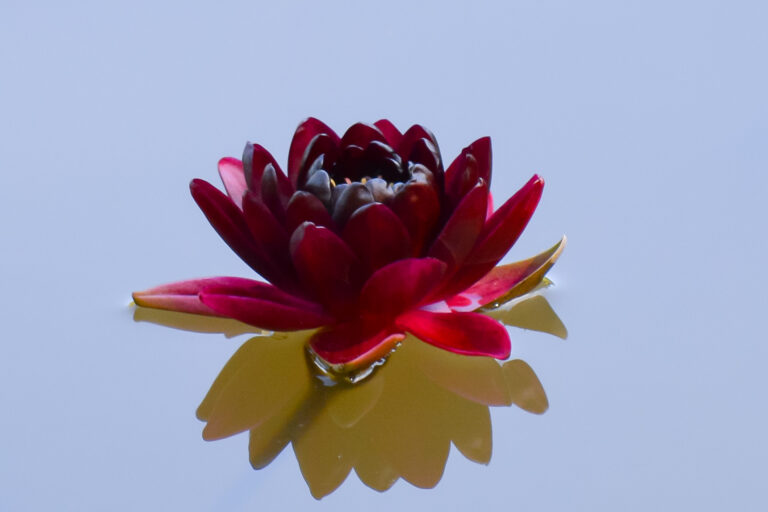 Magnified Healing, een prachtige healingmethode
