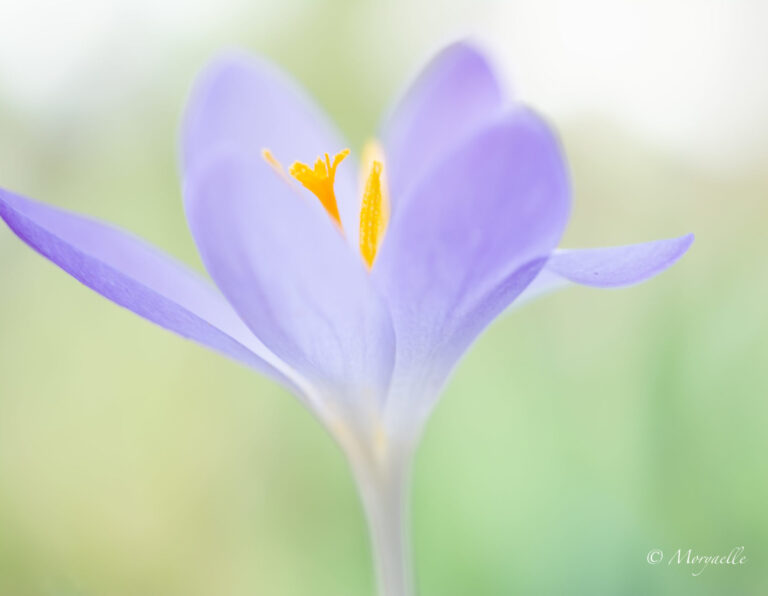 Innerlijke (Lente)reis